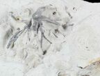 Wide Crinoid (Eucalyptocrinus) Holdfast #47104-2
